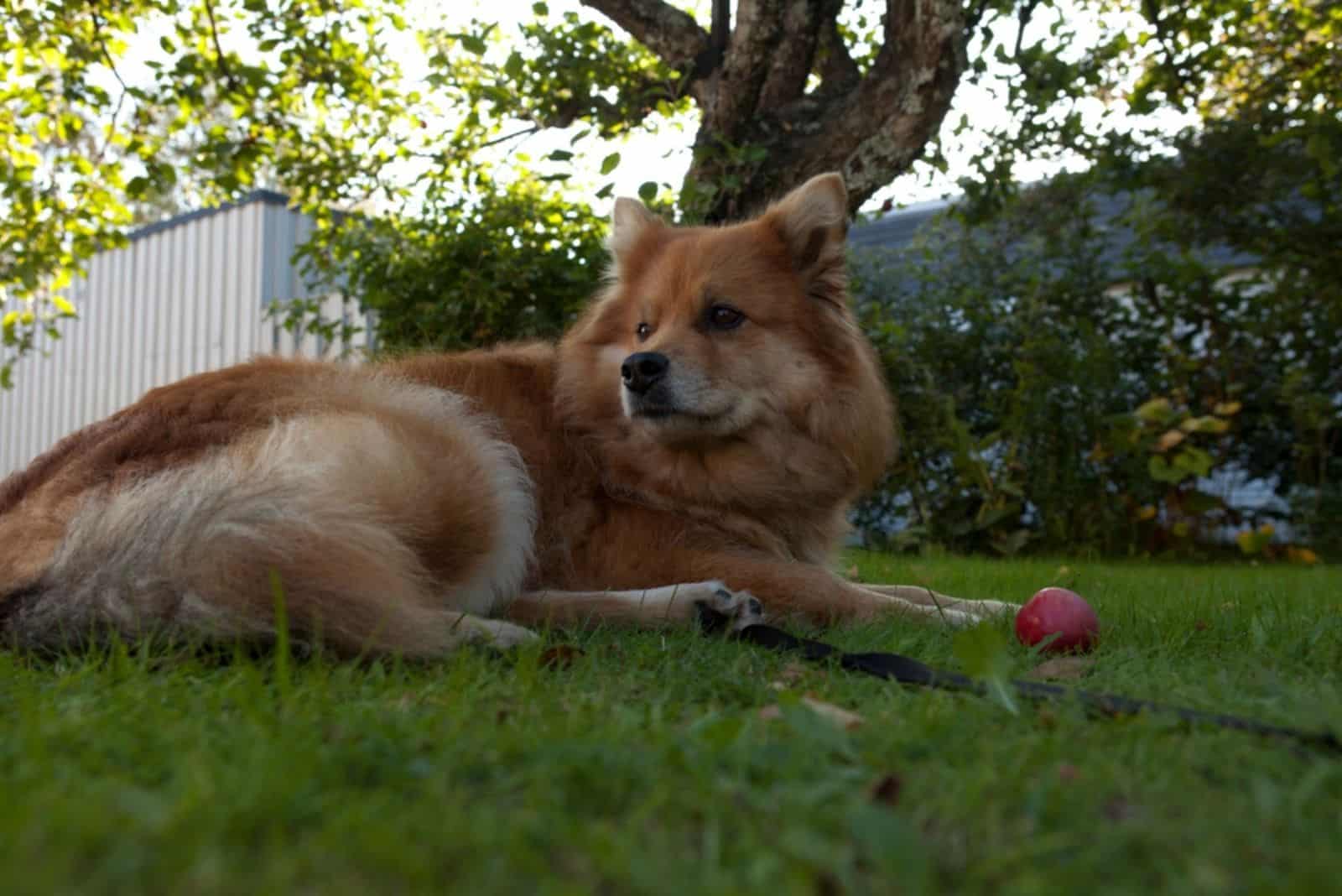 finnish spitz  lying on the grass