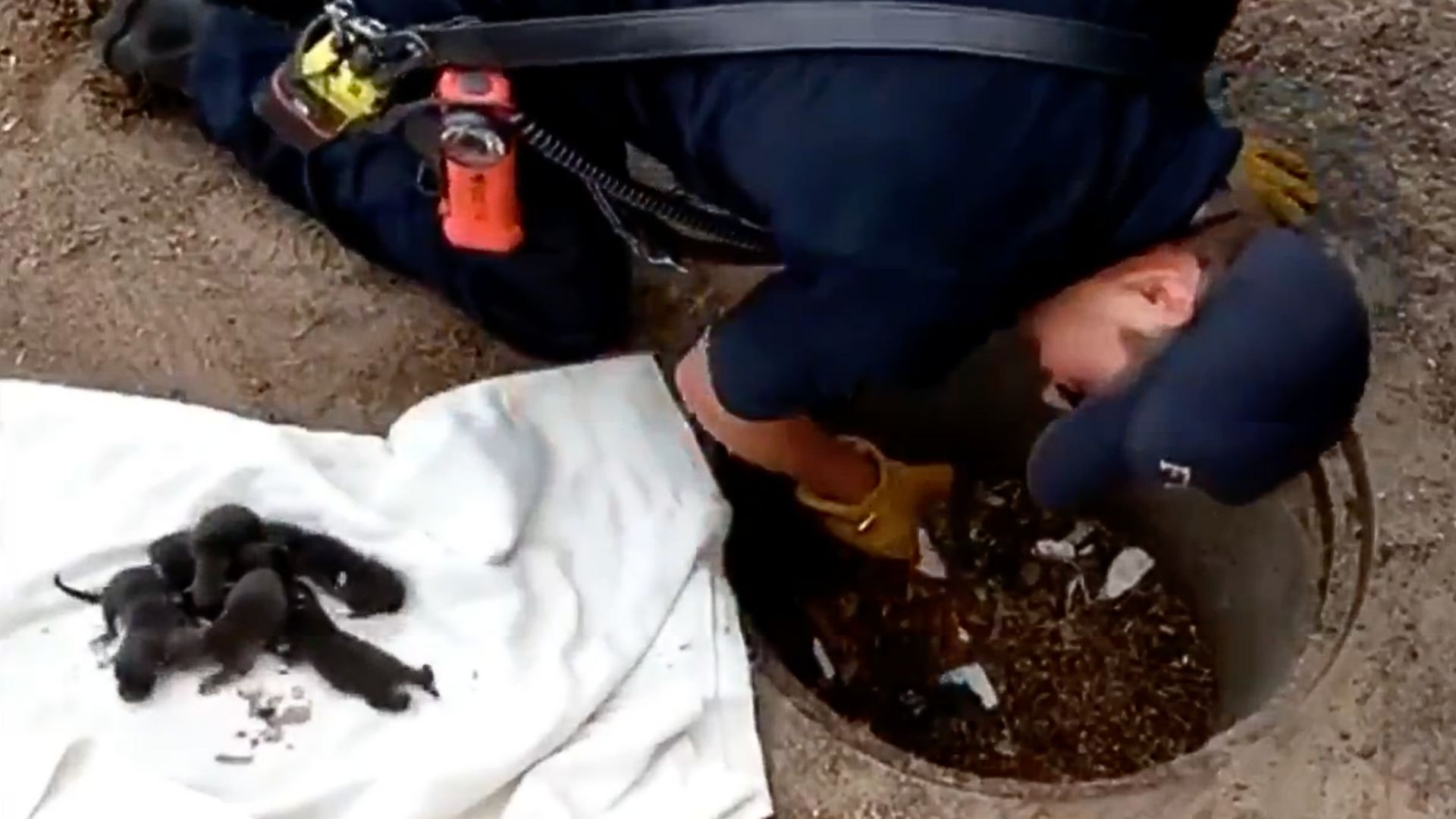 Firefighters Saved These Puppies Only To Learn That They Were Not Puppies