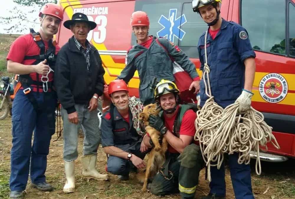 firefighters rescued the dog from the cliff