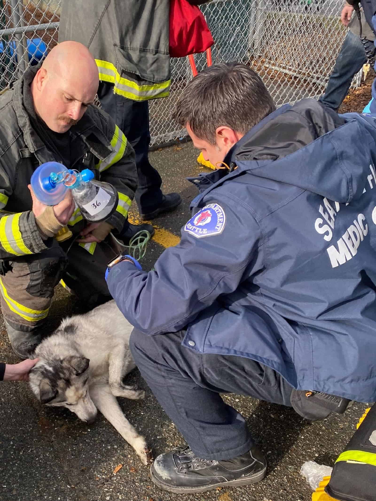 firemen helping dog rescued from fire