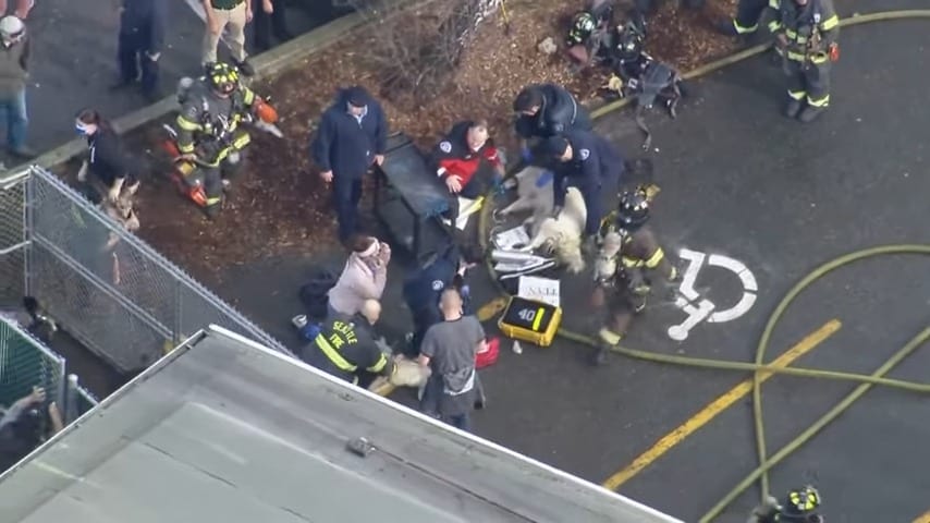 firemen rescuing dogs from fire