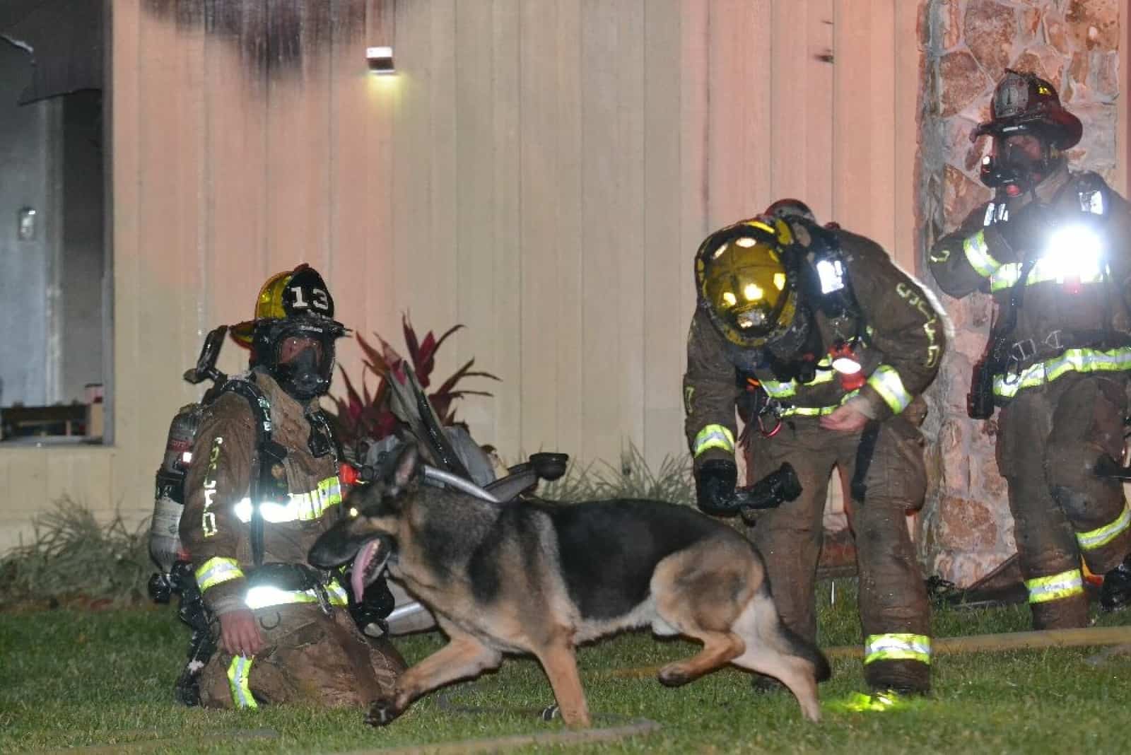 firemen with german shepherd dog