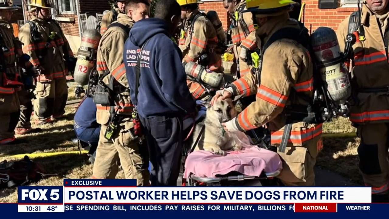 fireworkers saving dogs from fire