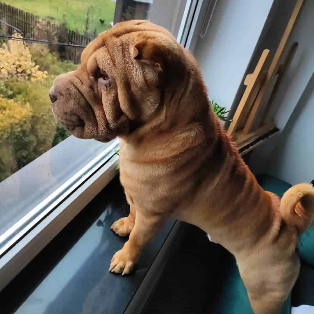 five point red dilute shar pei