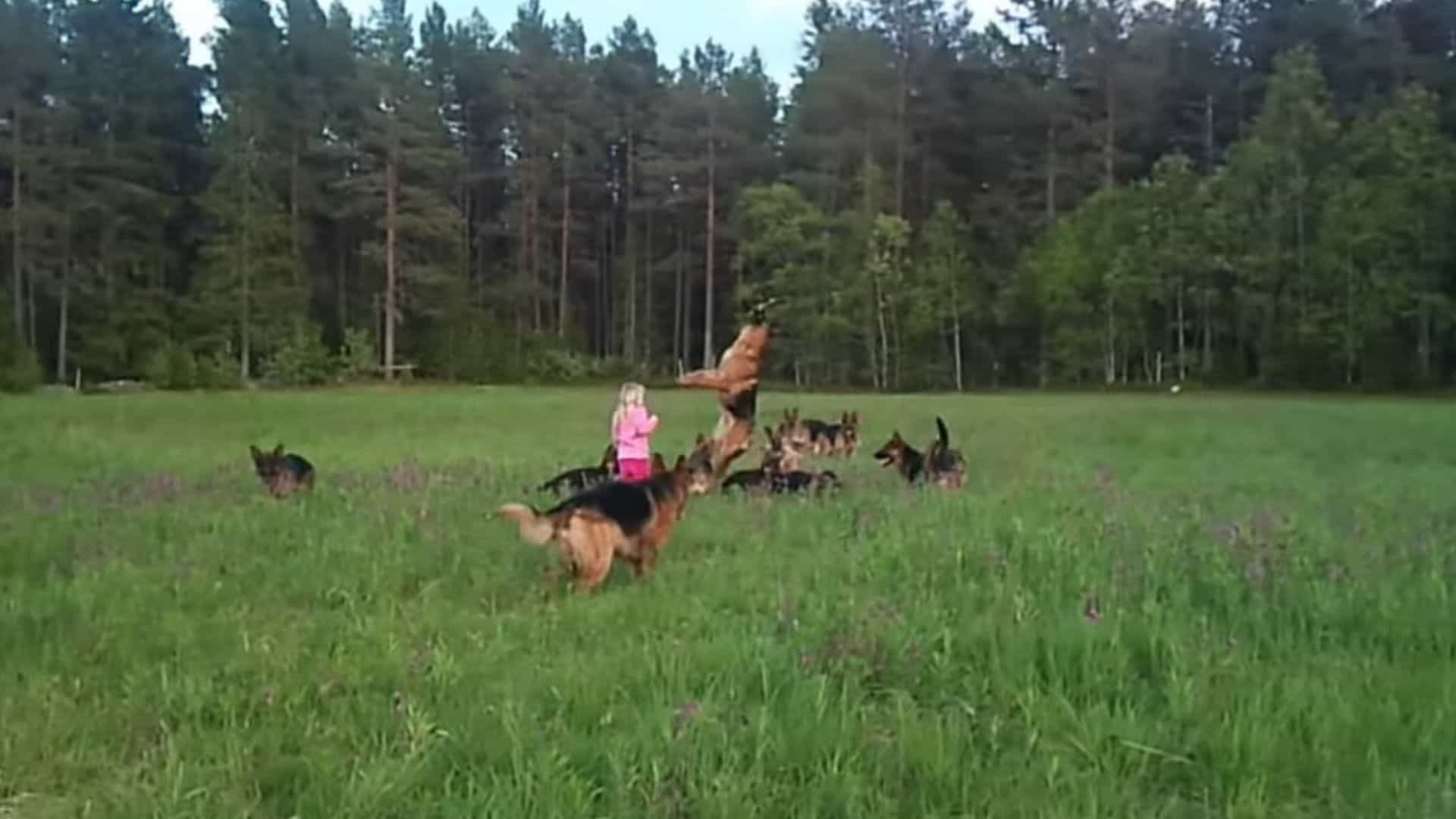 A Five-Year-Old Has 14 German Shepherds As Best Friends