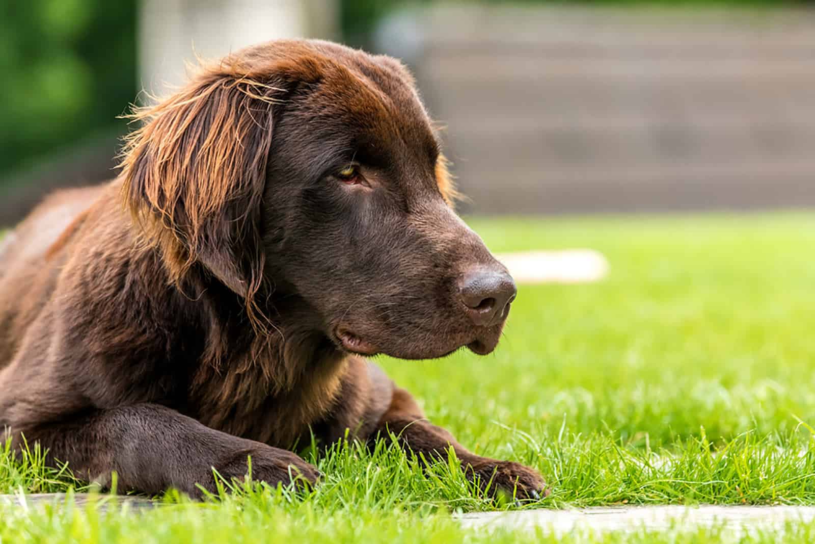 flat-coated retriever lying on the grass