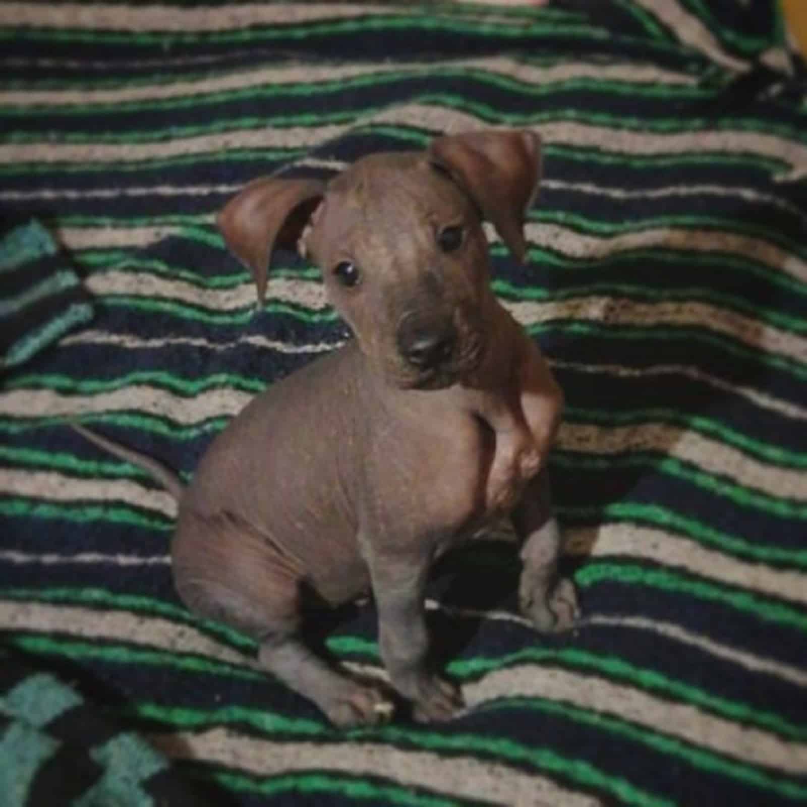 floppy-eared xoloitzcuintli sitting on the bed