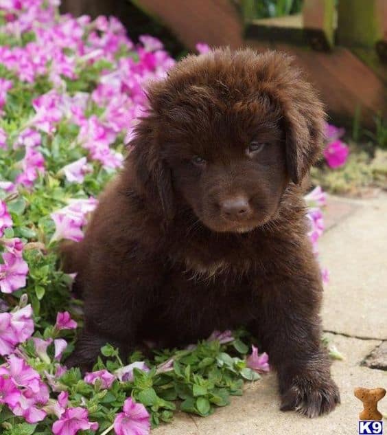 fluffy and cute newfoundland puppy