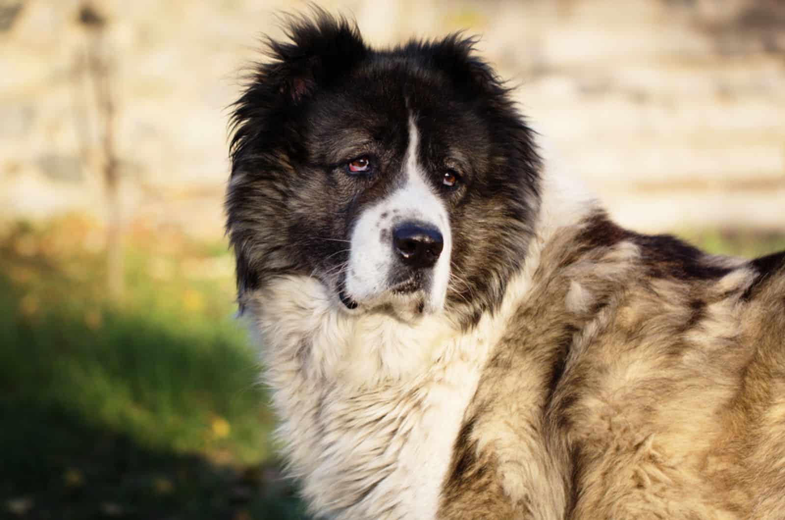 fluffy caucasian shepherd in the yard