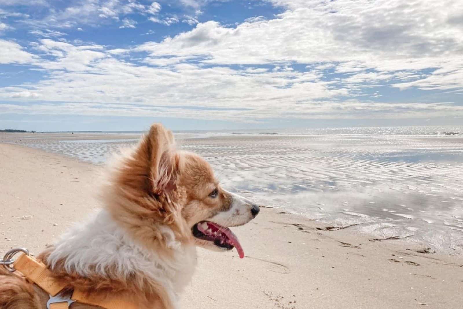 fluffy corgi on the beach