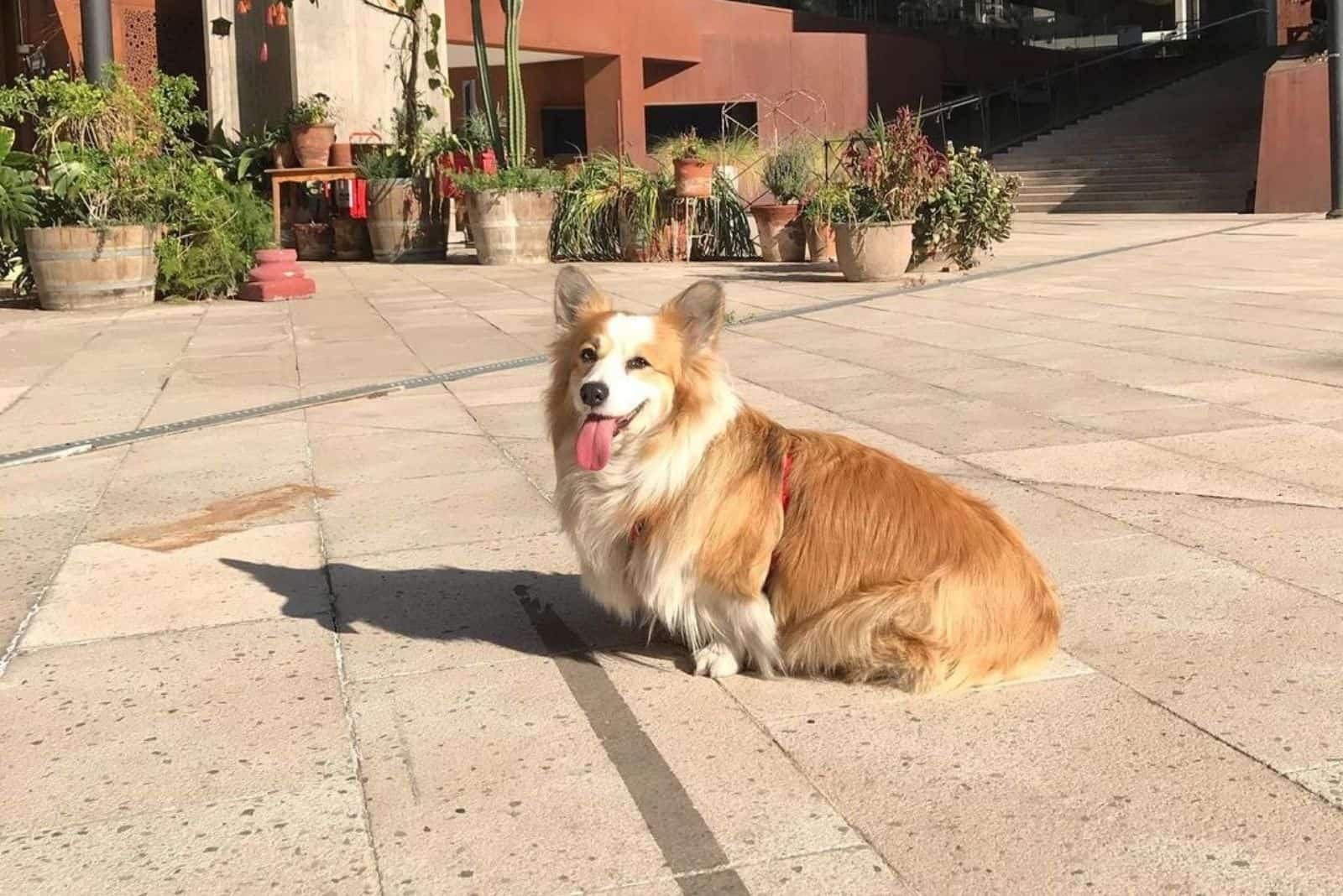 fluffy corgi on the street