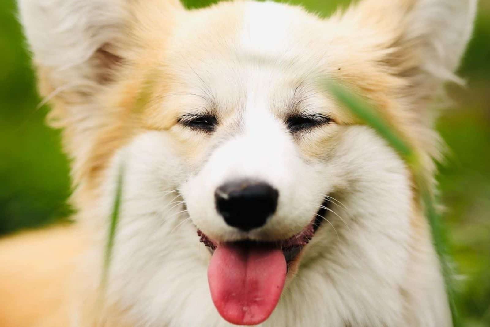 fluffy corgi with tongue out