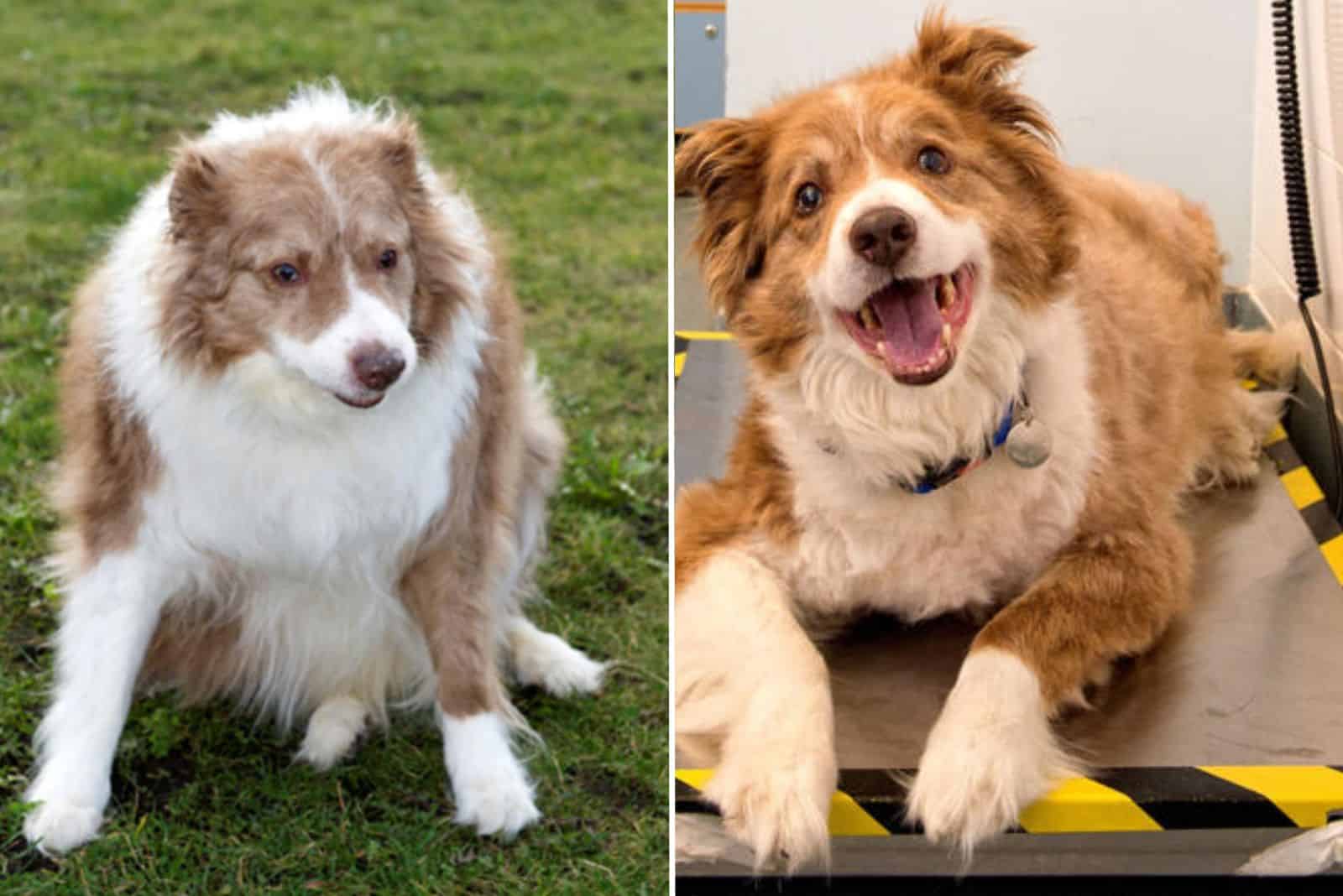 fluffy dog before and after weight loss