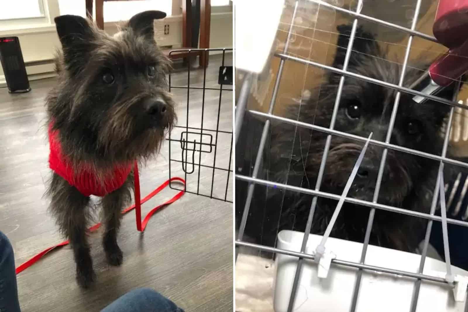 fluffy dog in a crate