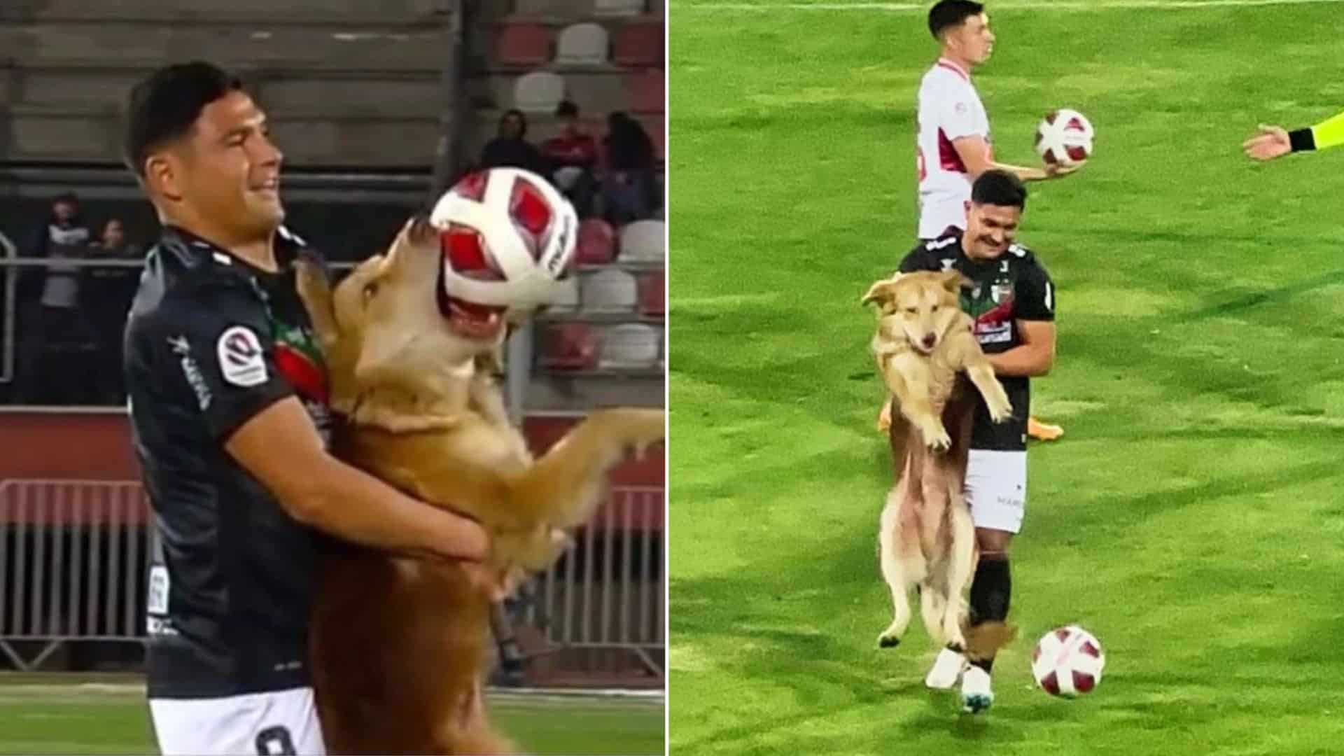 Fluffy Dog Interrupts The Soccer Game And Refuses To Let Go Of The Ball