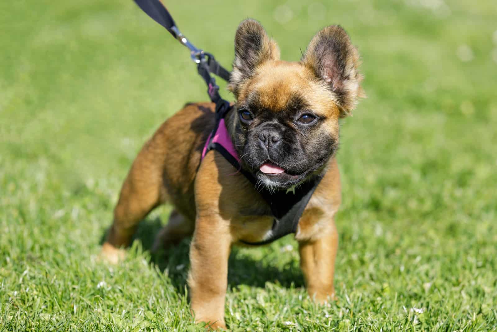 Fluffy Frenchie: All You Need To Know About This Unusual Pup