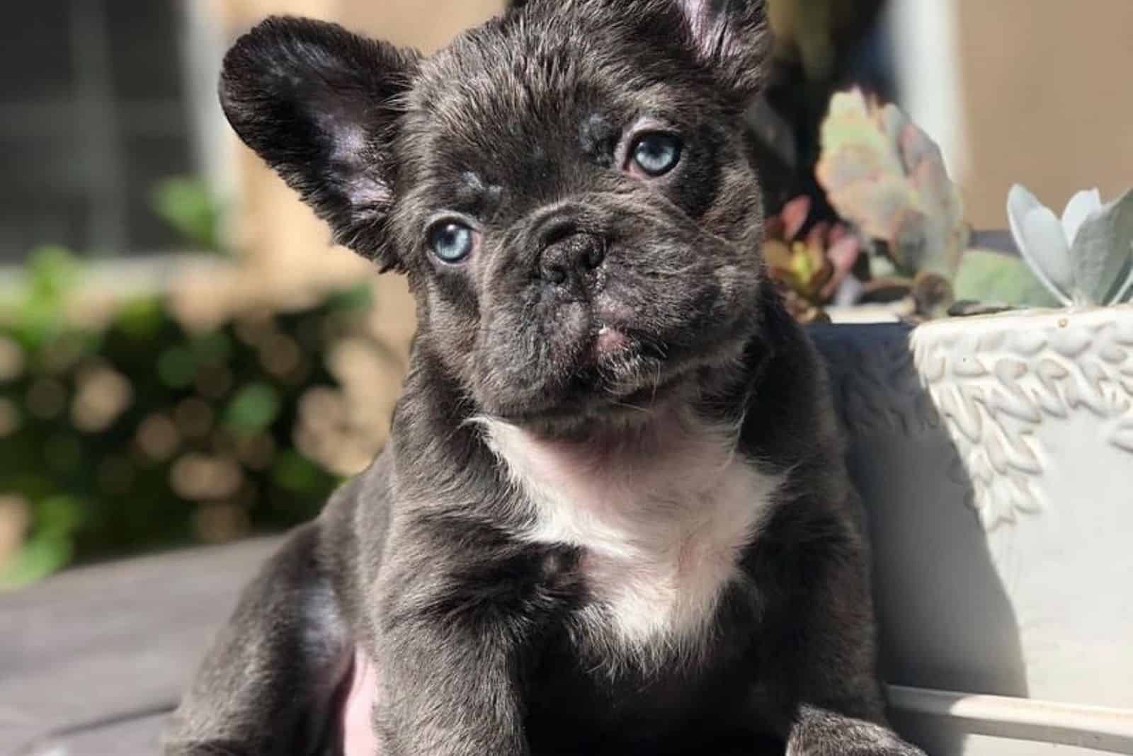 fluffy frenchie