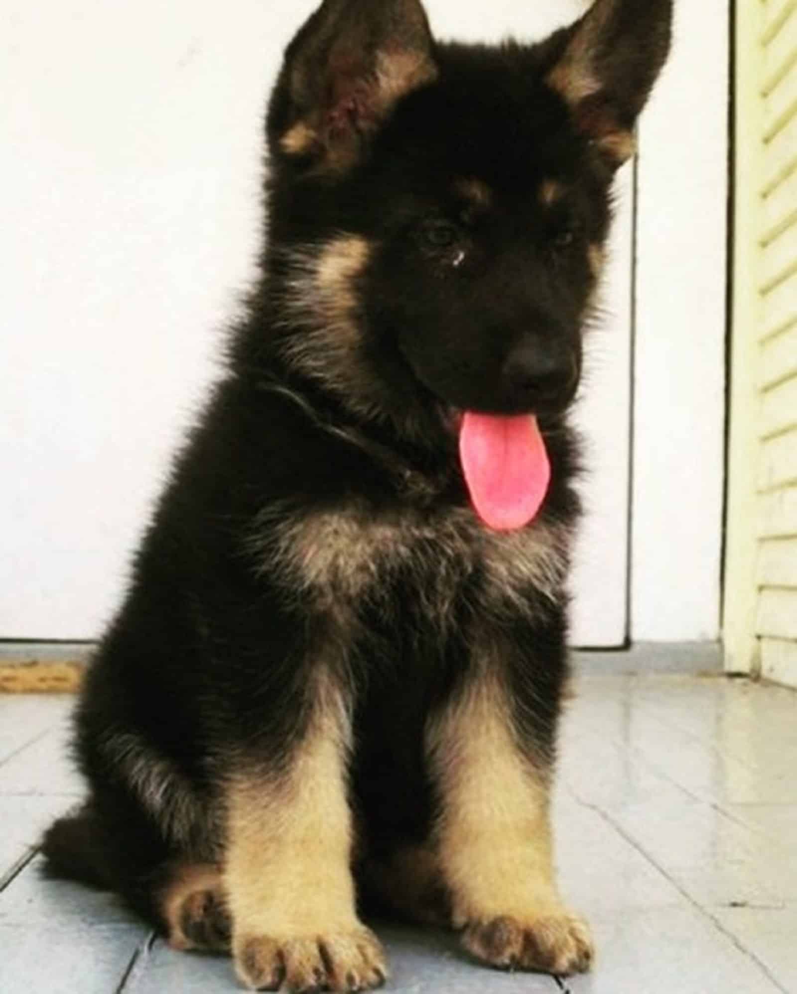 fluffy german shepherd puppy sitting on the floor