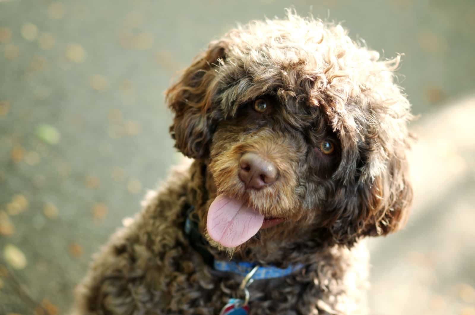 fluffy portuguese water dog