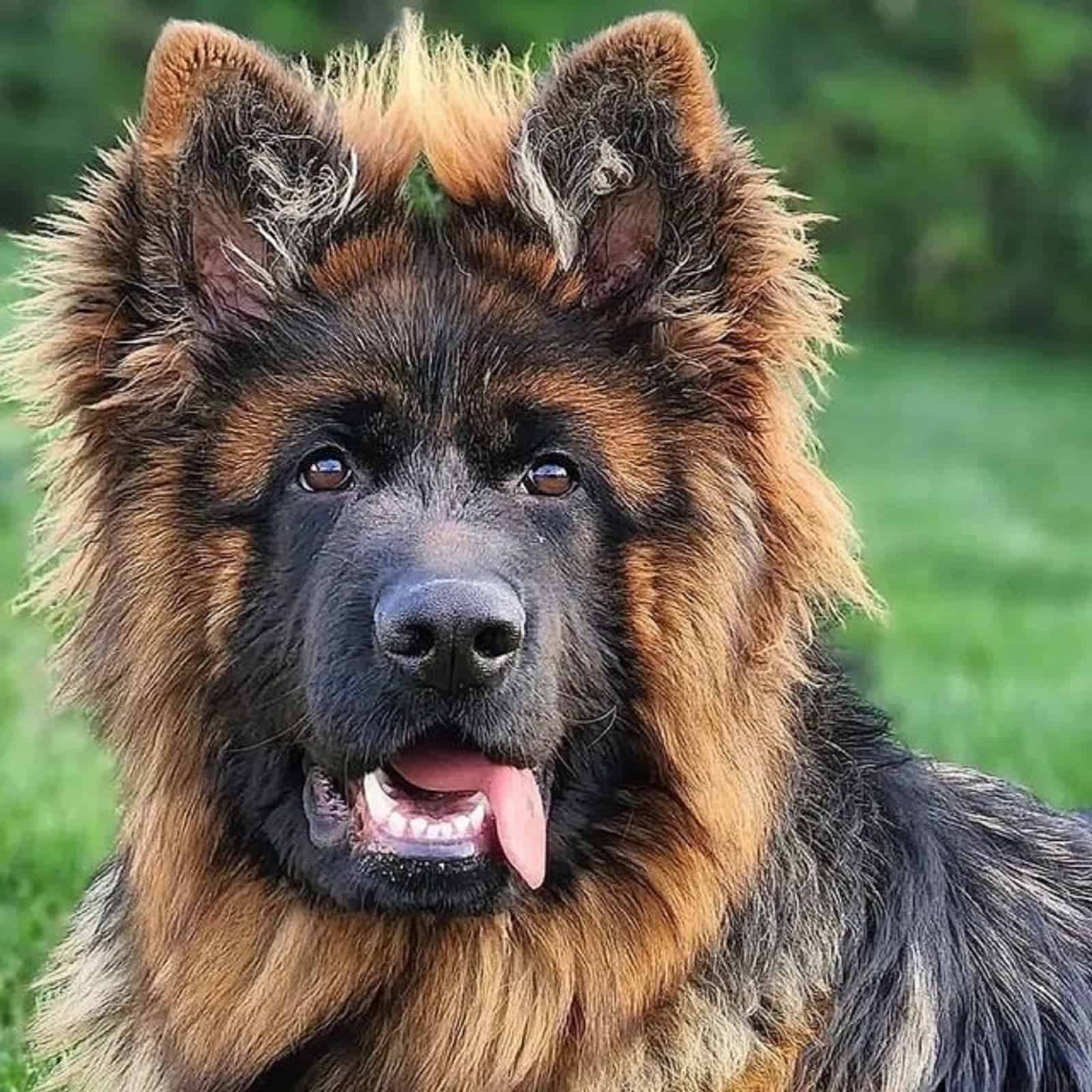 fluffy sable german shepherd in the park