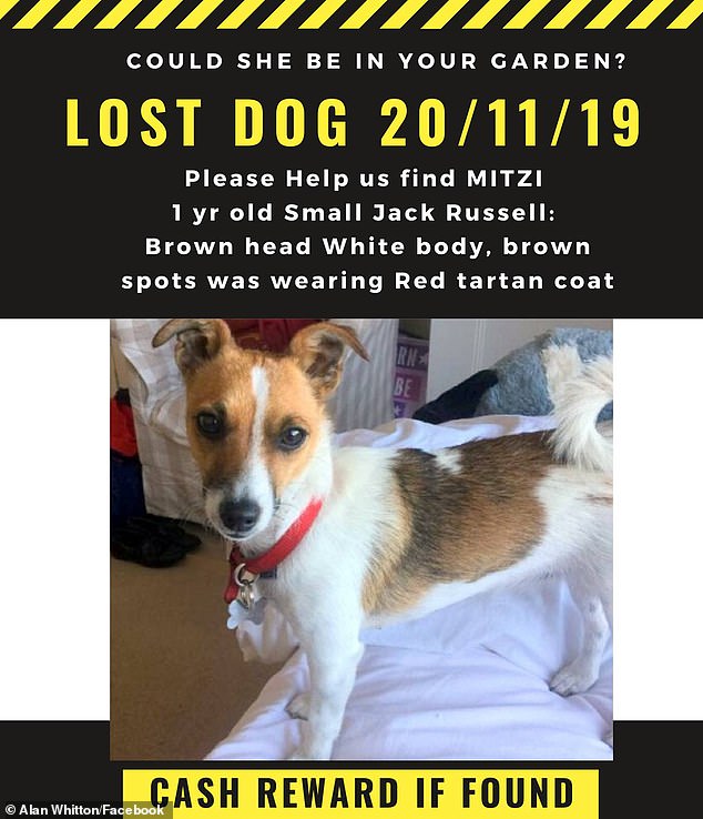 flyer for a missing dog