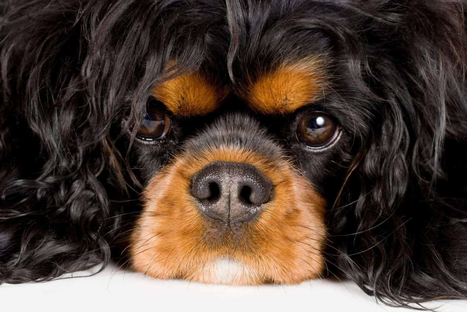 focus headshot image of a king charles spaniel