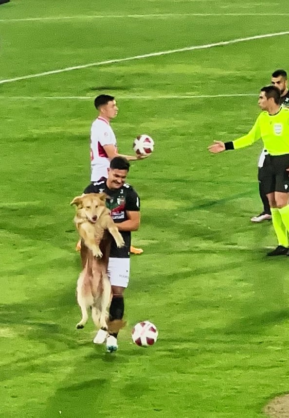 football player caryying a dog from the pitch