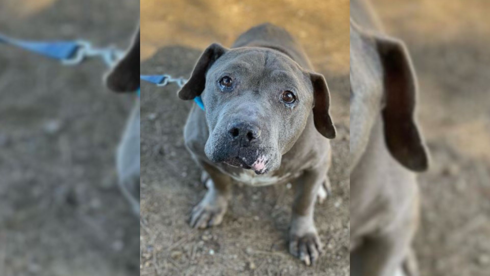 Forgotten Senior Dog Cries For A Loving Home But Adopters Keep Avoiding Him For A Sad Reason