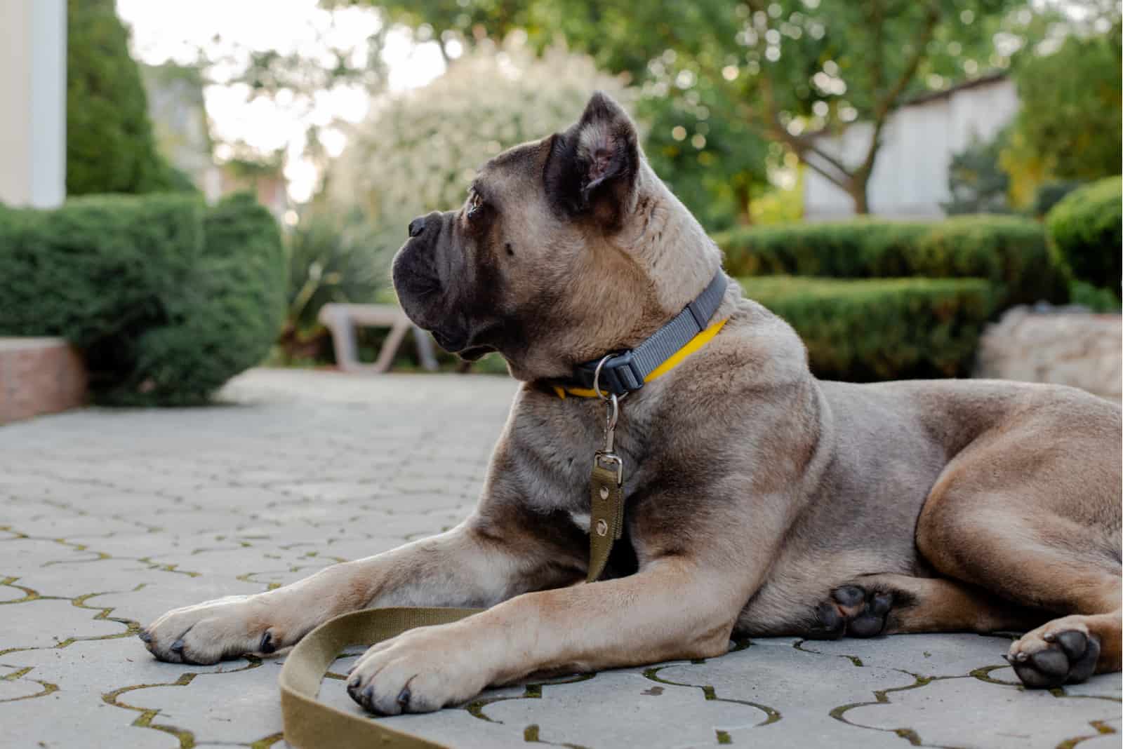 formentino cane corso sitting in a yard