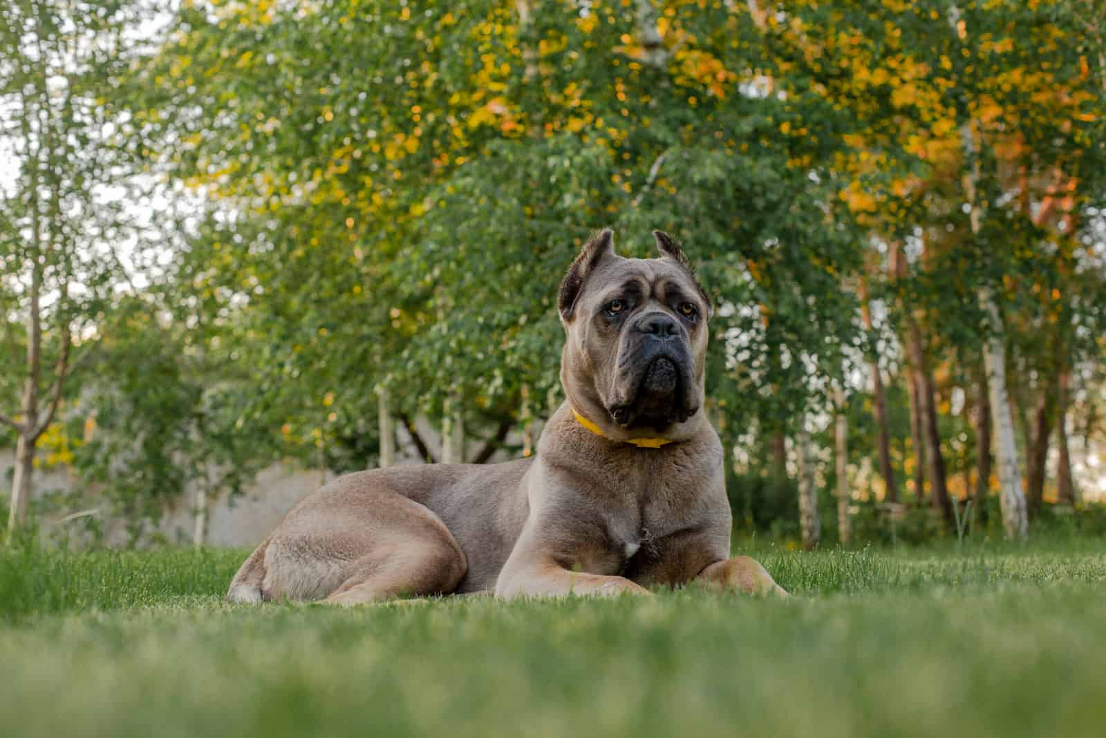 formentino cane corso sitting in green grass