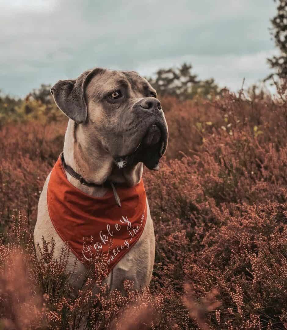 formentino cane corso