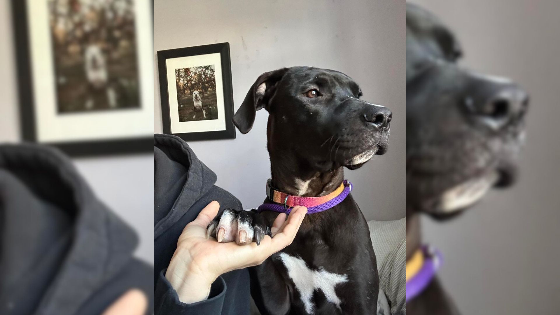 Foster Mom Was Surprised To Learn Her New Dog Has A Very Unusual Habit