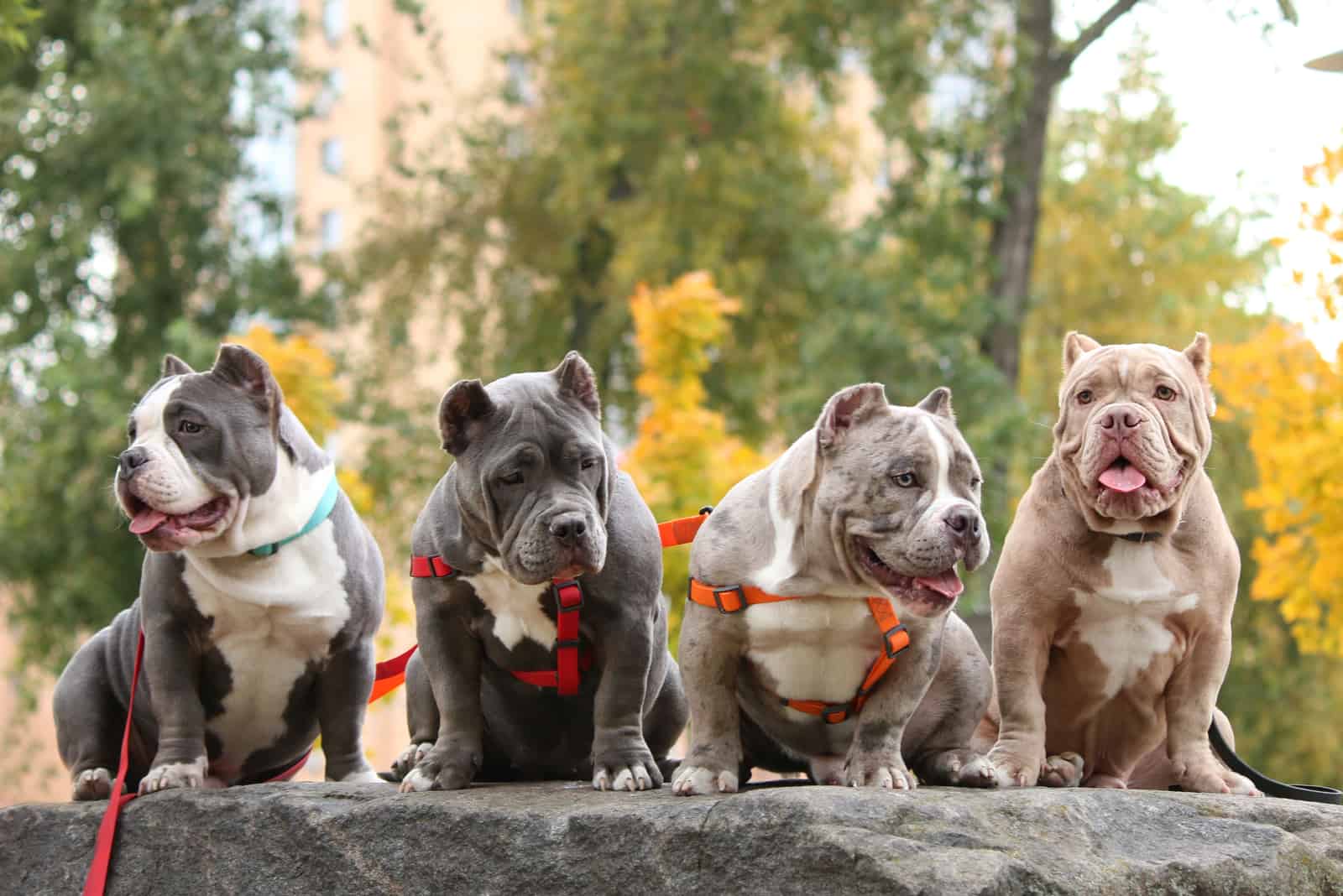 four american bullies