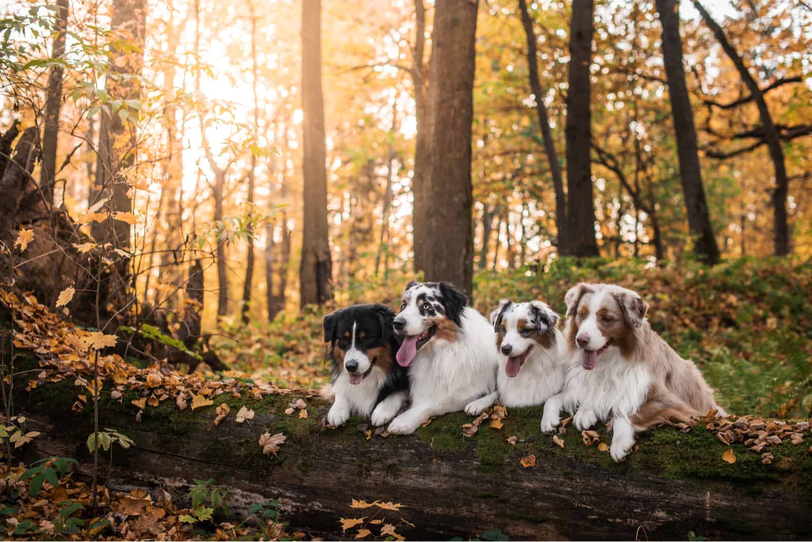 four australian shepherds