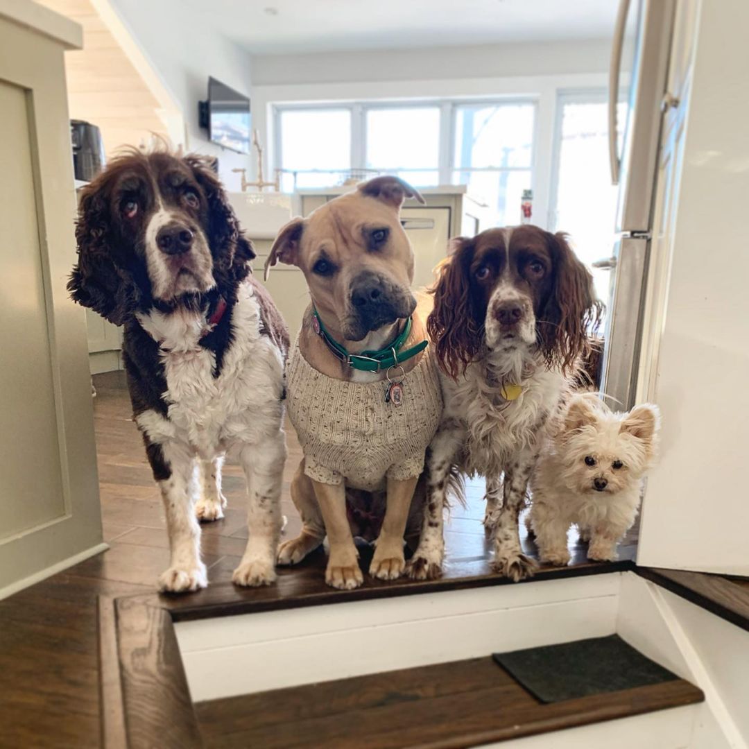 four cute dogs posing for pic