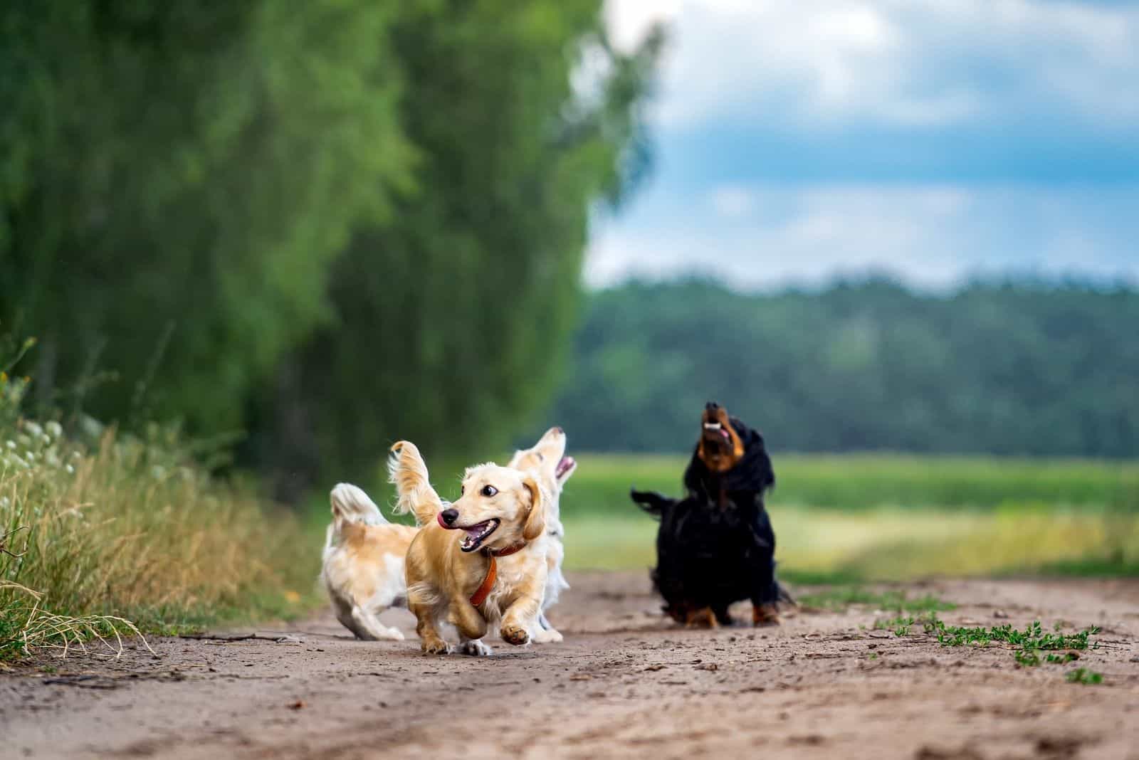 four dogs playing outdoors running around