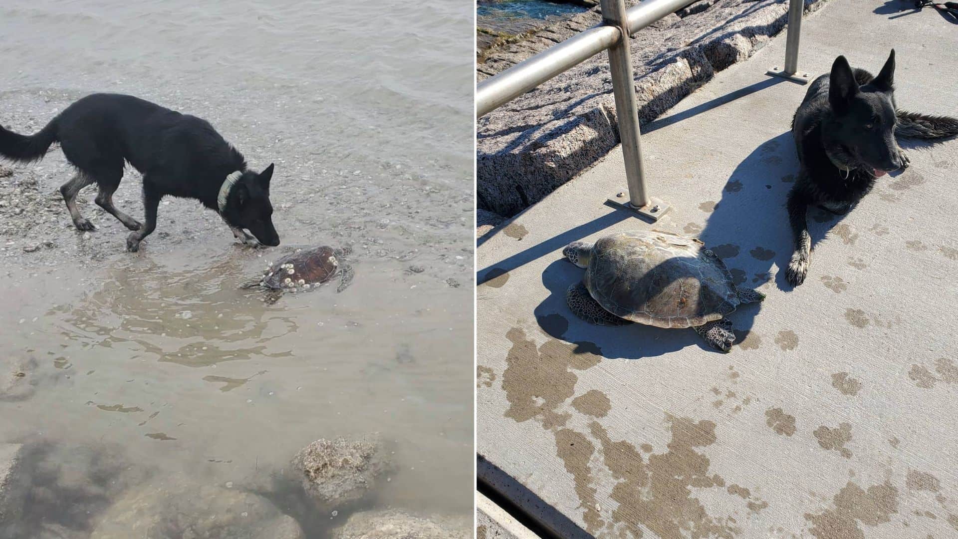 Four Legged Hero Rescues Sea Turtles