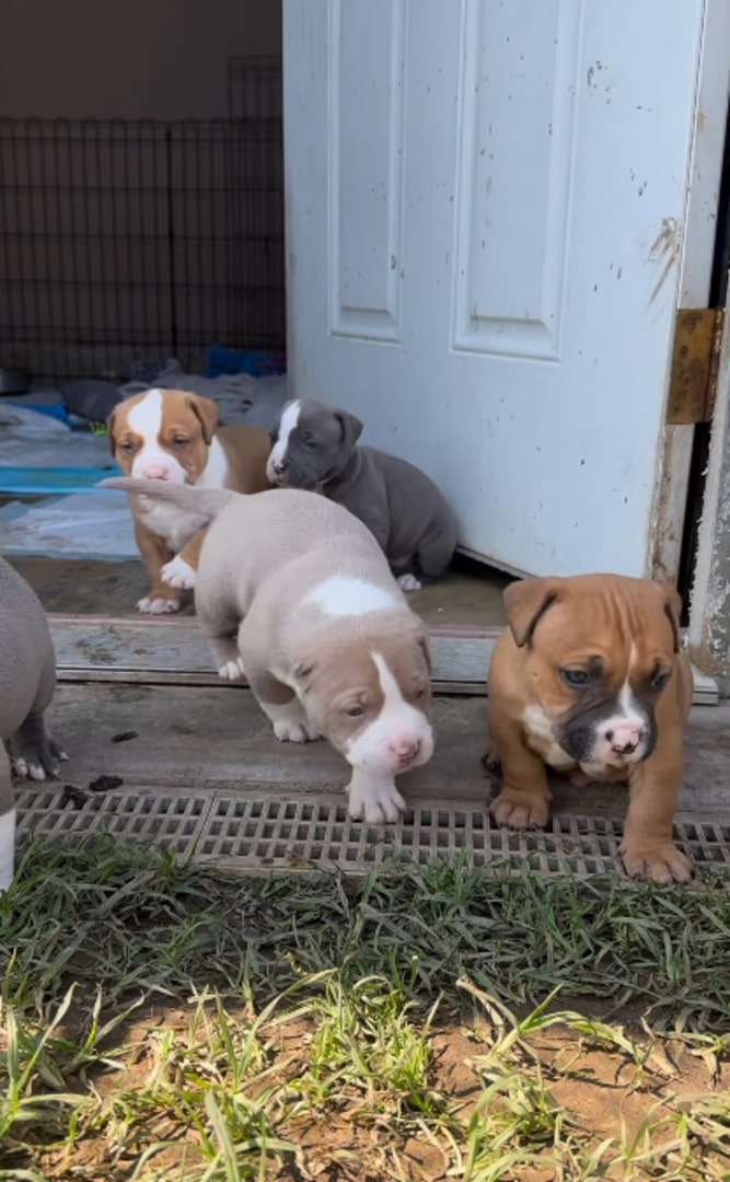 four Pitbull puppies