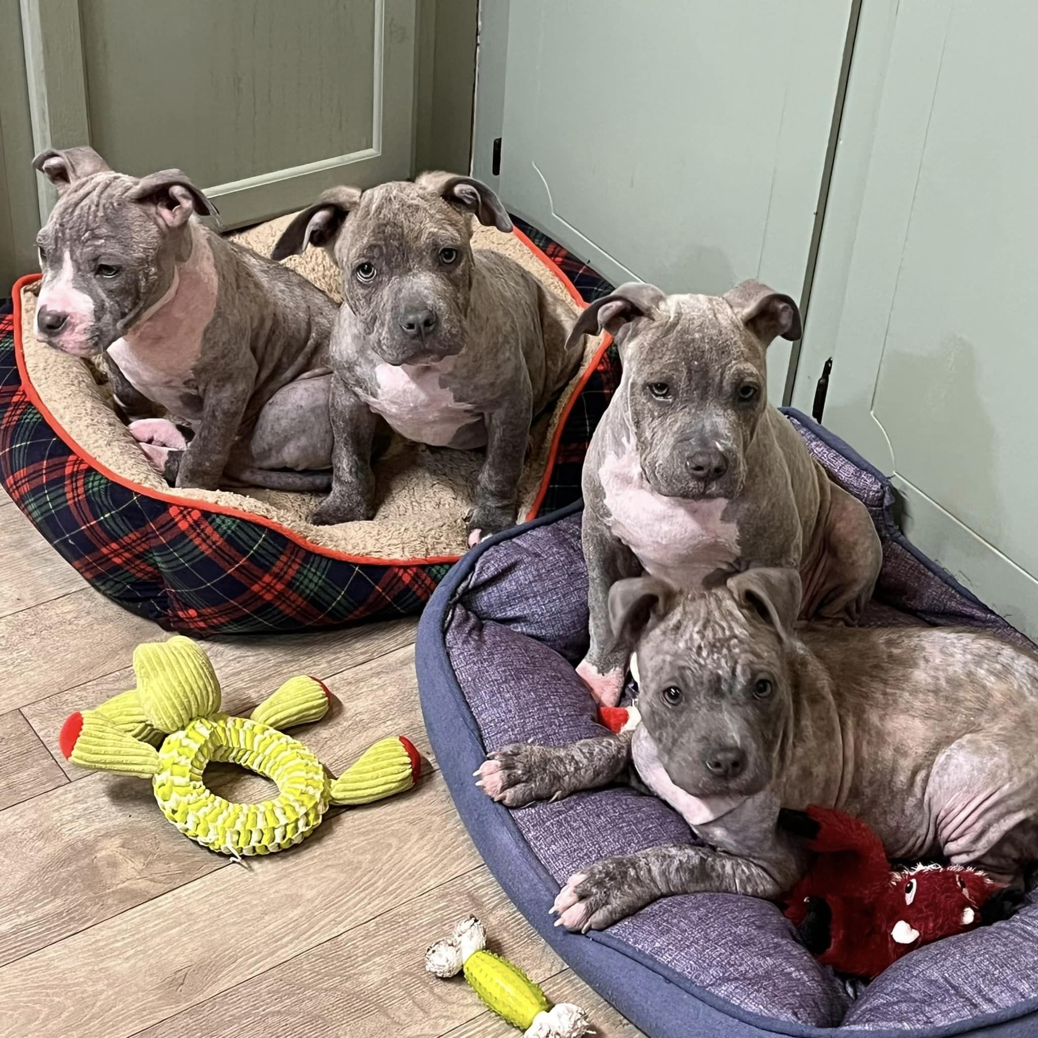 four puppies lying on dog beds