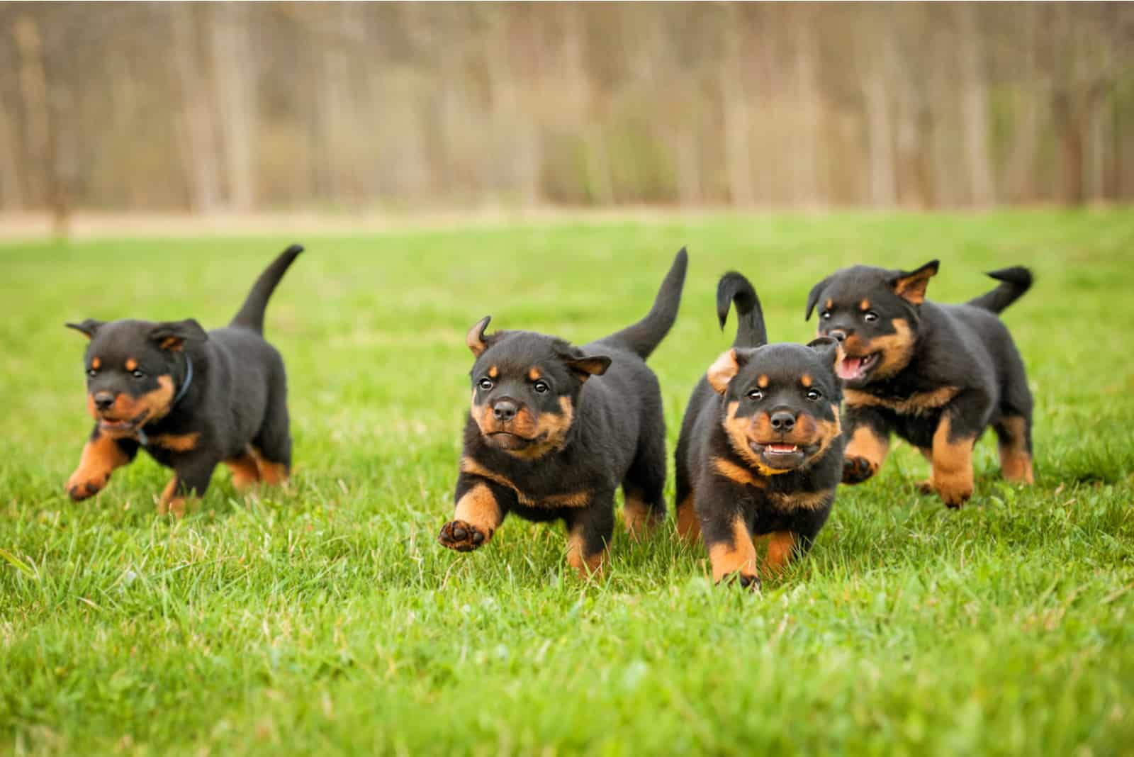 Four rottweiler puppies running