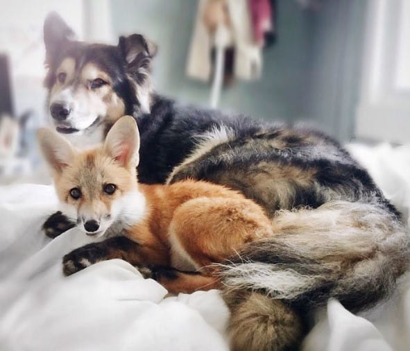 fox laying with dog