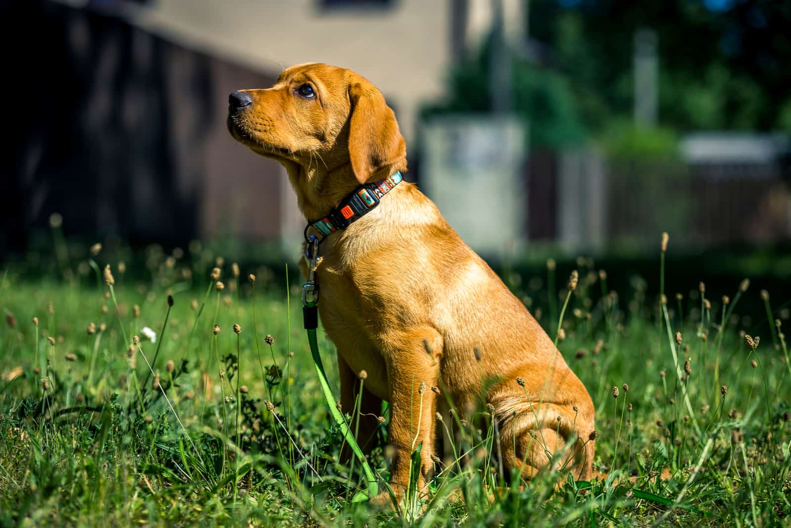 fox red labrador puppy sitting in the grass in yard