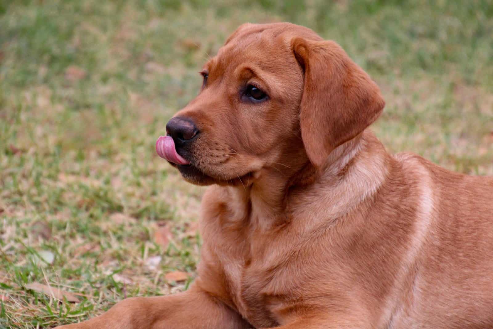 fox red labrador puppy sitting on green grass