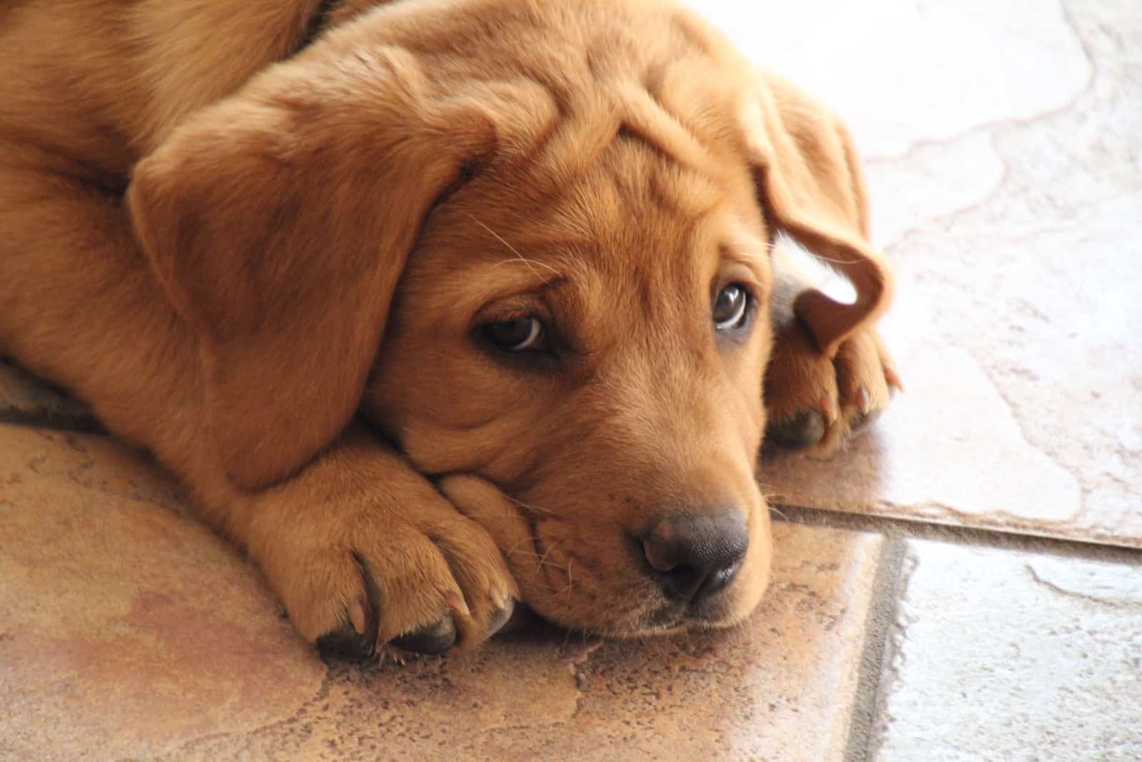 fox red labrador retriever puppy lying on the floor