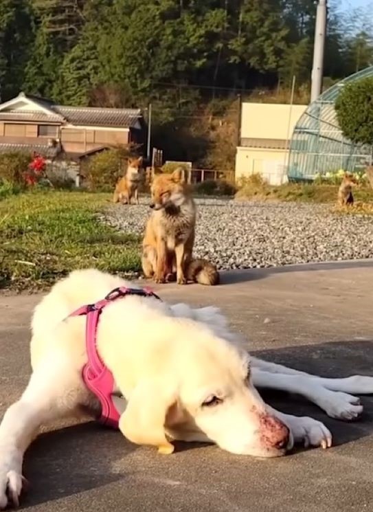 fox sitting with dog