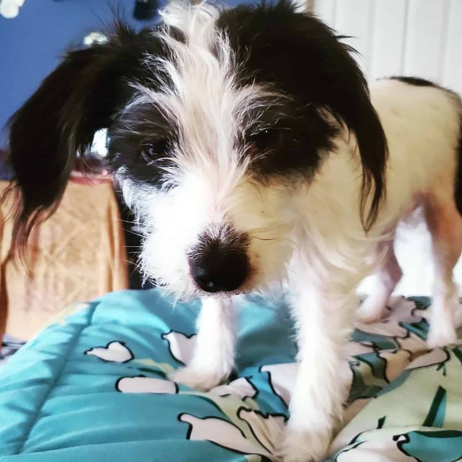 fox terrier and doxie standing on the bed