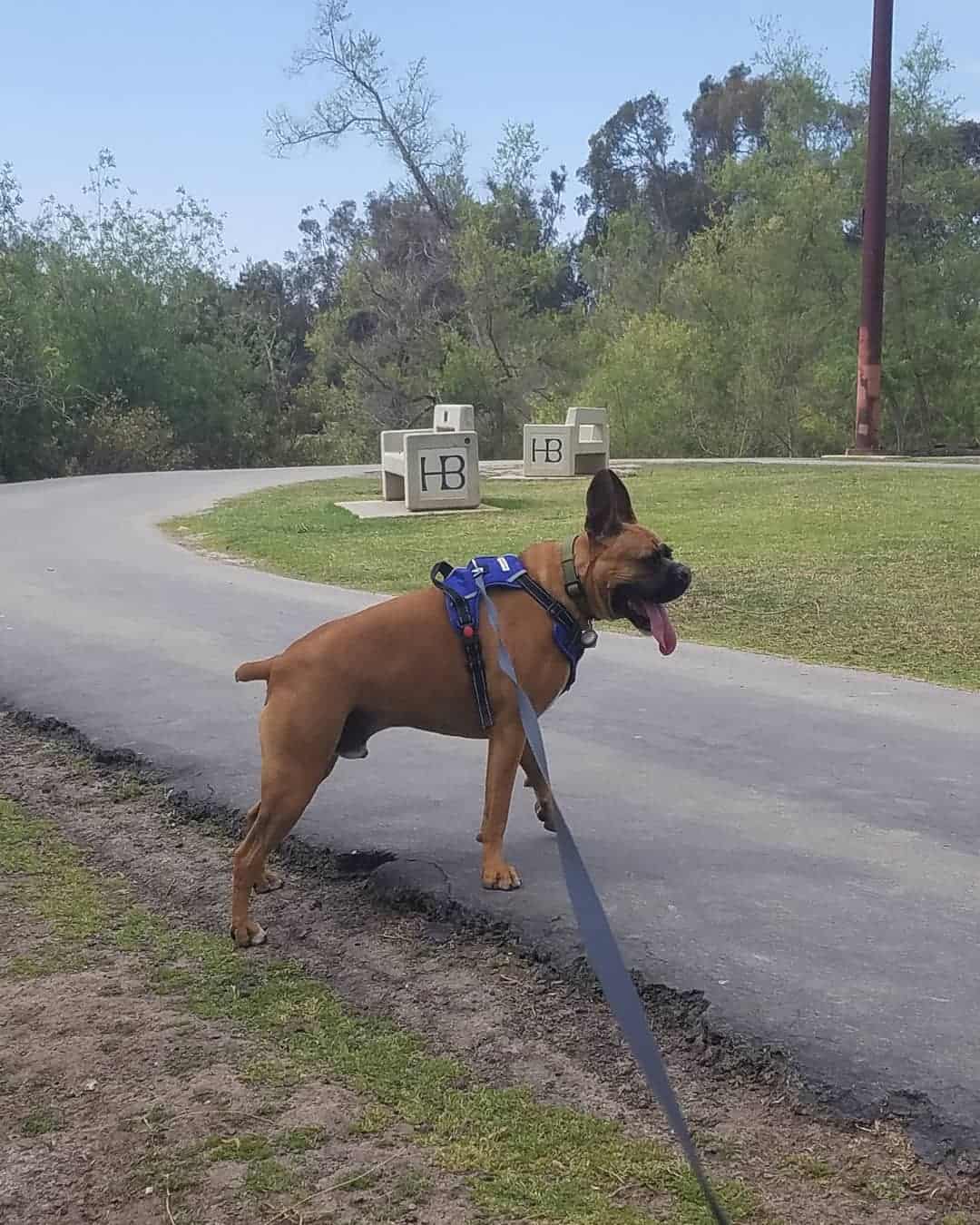 french bulldog boxer mix