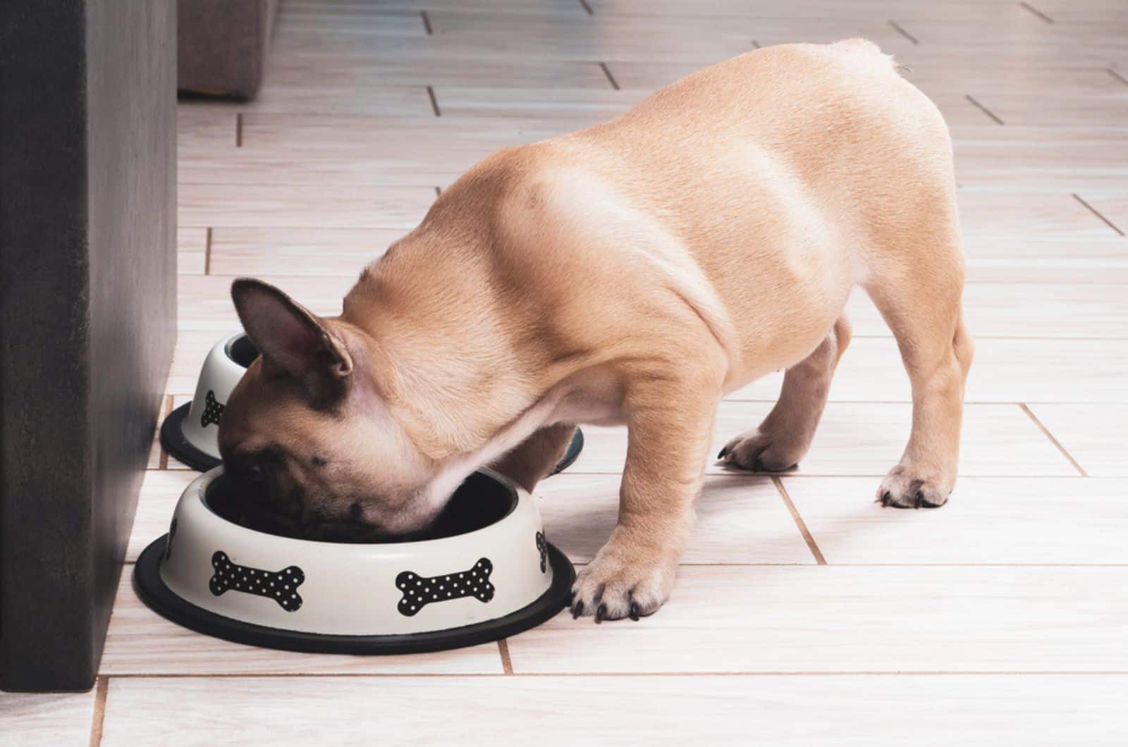 french bulldog eating from a bowl