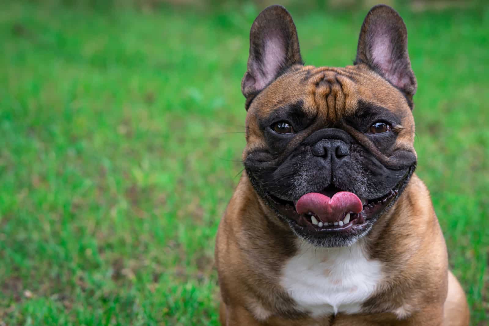 french bulldog sitting in the grass