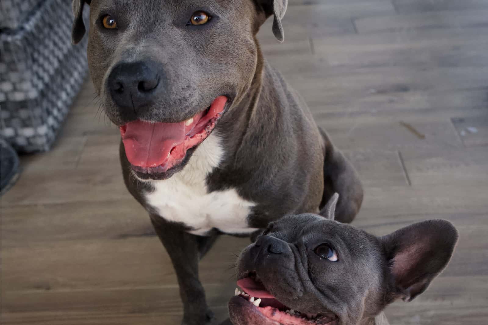 french bulldog and american pitbull